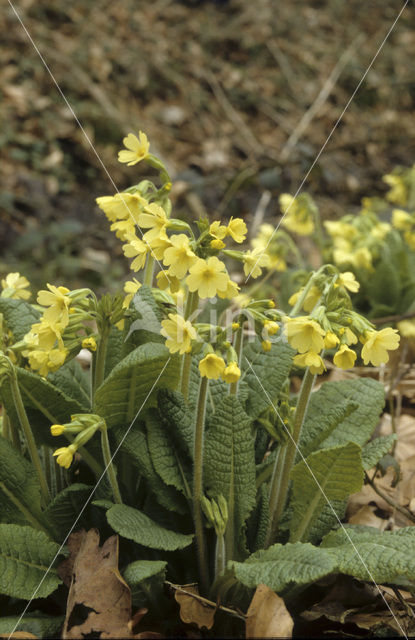 Slanke sleutelbloem (Primula elatior)