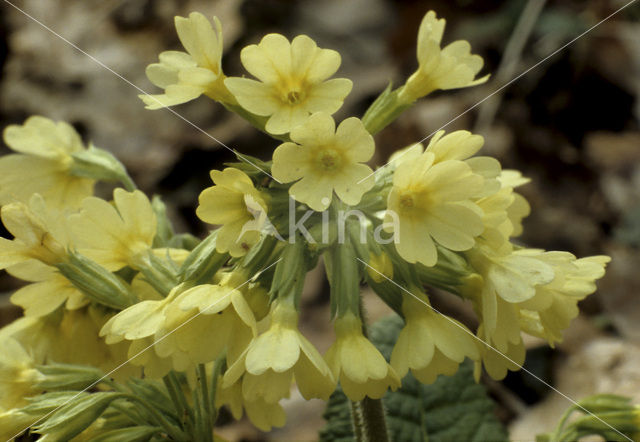 Oxlip (Primula elatior)