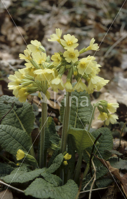 Slanke sleutelbloem (Primula elatior)