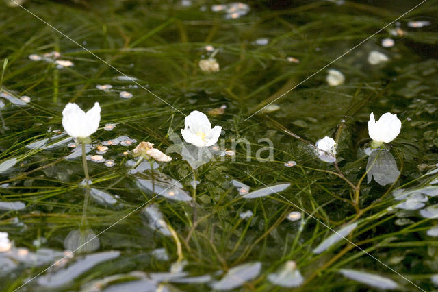 Nuttall’s Waterweed (Elodea nuttallii)