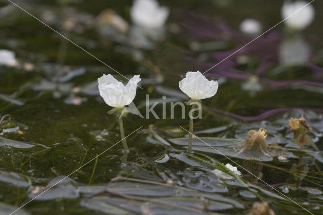 Nuttall’s Waterweed (Elodea nuttallii)