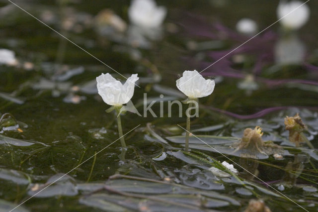 Smalle waterpest (Elodea nuttallii)