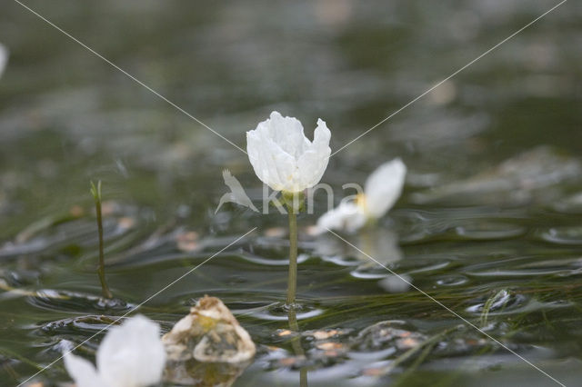 Smalle waterpest (Elodea nuttallii)