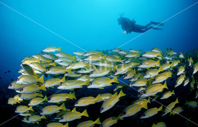 Fivelined snapper (Lutjanus quinquelineatus)
