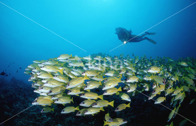 Snapper (Lutjanus quinquelineatus)