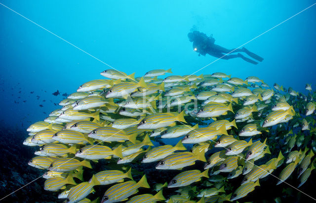 Fivelined snapper (Lutjanus quinquelineatus)