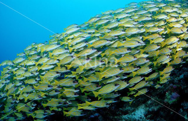 Snapper (Lutjanus quinquelineatus)