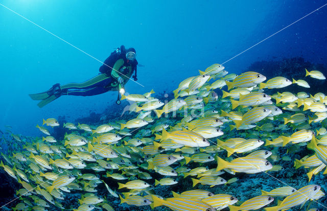 Fivelined snapper (Lutjanus quinquelineatus)