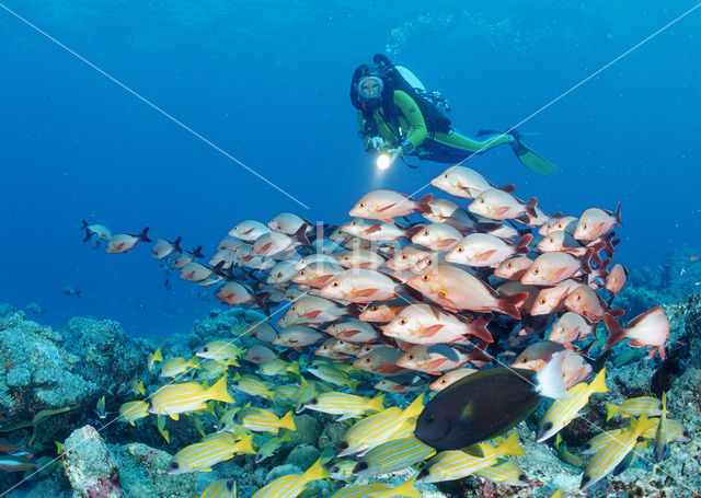 Humpback red snapper (Lutjanus gibbus)