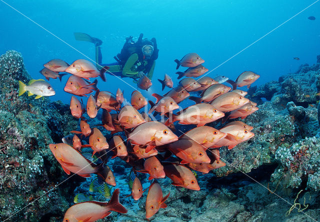 Humpback red snapper (Lutjanus gibbus)