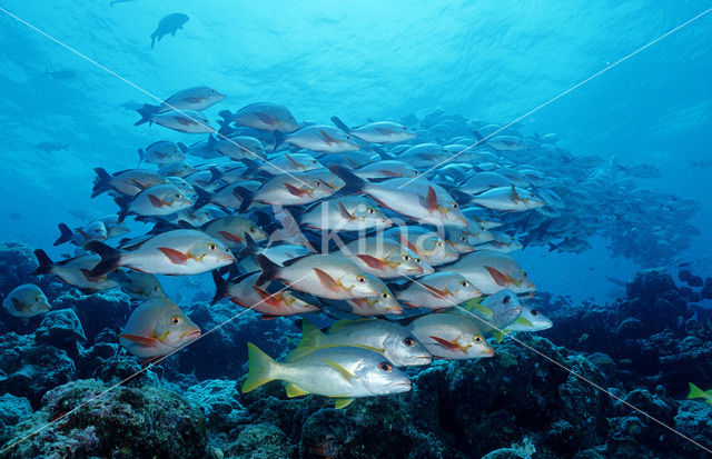 Humpback red snapper (Lutjanus gibbus)