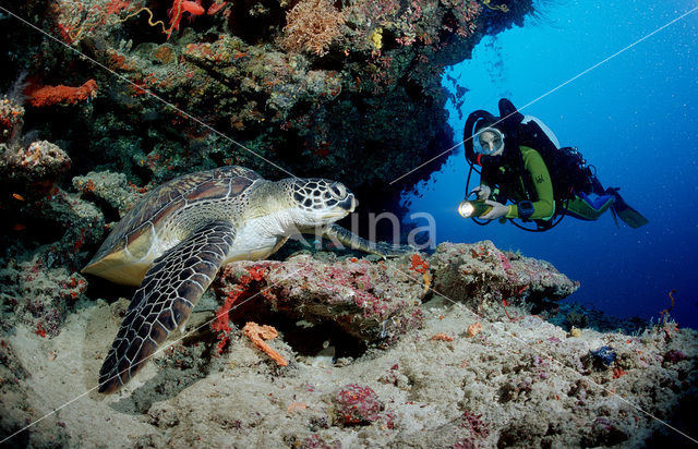 Soepschildpad (Chelonia mydas)