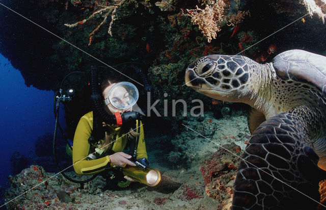 Green Turtle (Chelonia mydas)