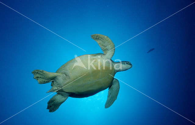 Soepschildpad (Chelonia mydas)