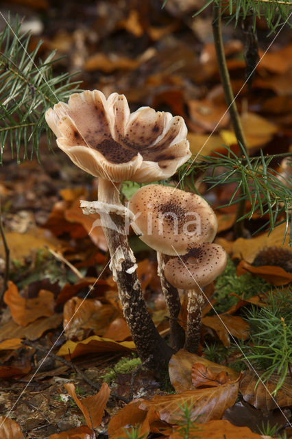 Sombere honingzwam (Armillaria ostoyae)