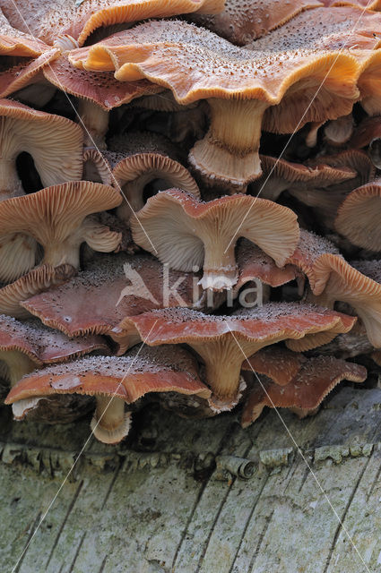 Sombere honingzwam (Armillaria ostoyae)