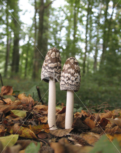 Spechtinktzwam (Coprinus picaceus)