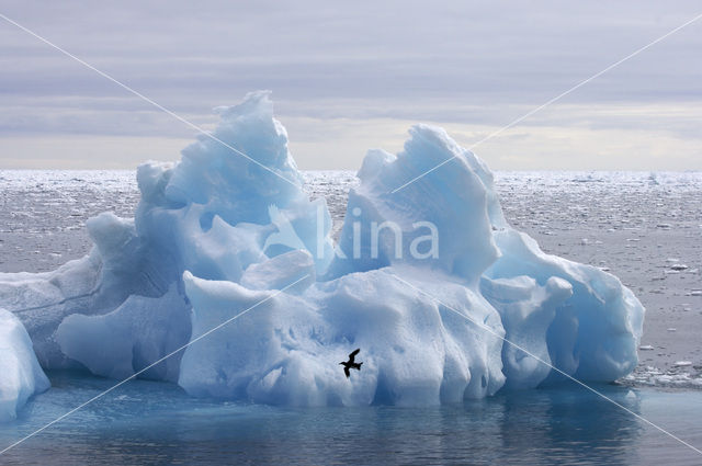 Spitsbergen