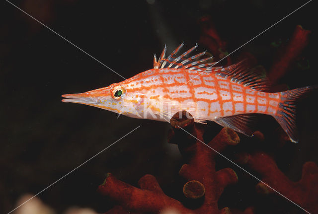 Longnose hawkfish (Oxycirrhites typus)