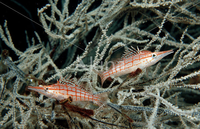 Longnose hawkfish (Oxycirrhites typus)