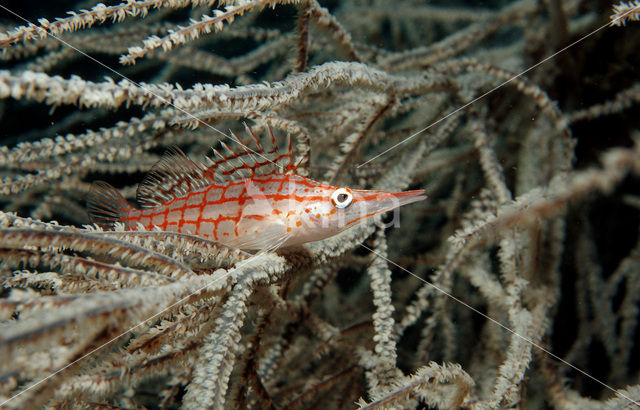 Longnose hawkfish (Oxycirrhites typus)