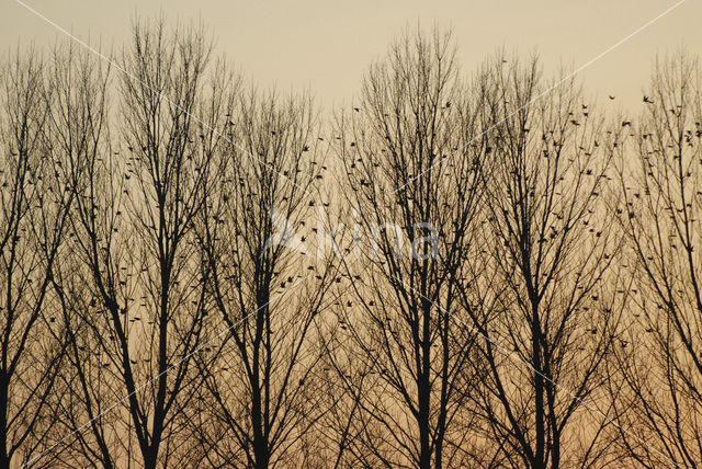 European Starling (Sturnus vulgaris)
