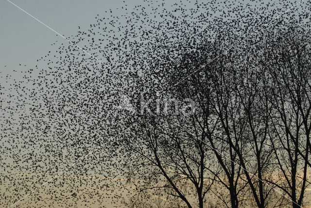 European Starling (Sturnus vulgaris)