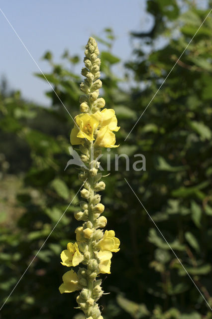 Stalkaars (Verbascum densiflorum)