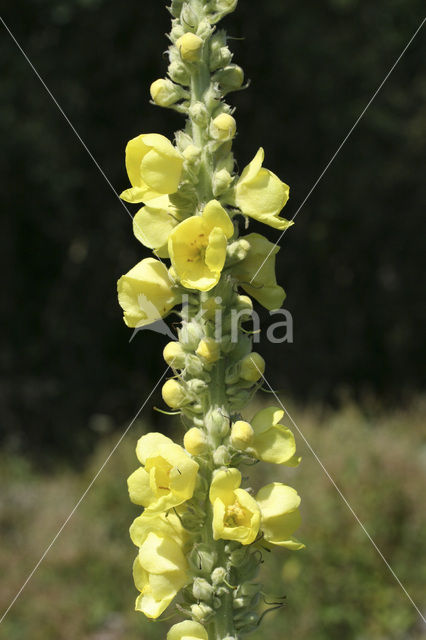 Stalkaars (Verbascum densiflorum)