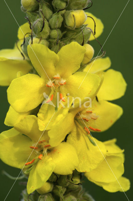 Stalkaars (Verbascum densiflorum)