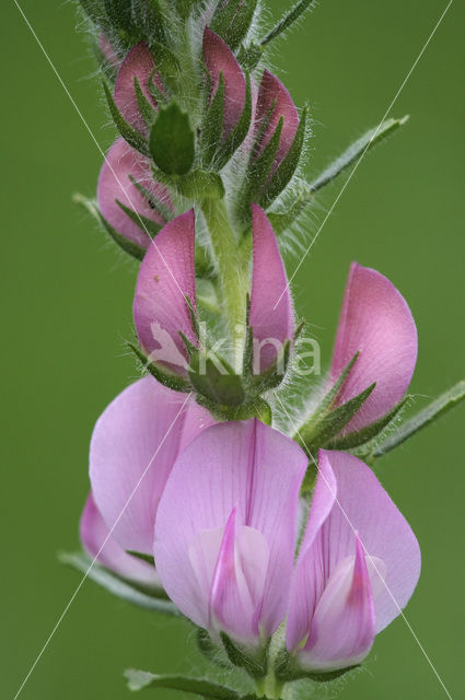 Stalkruid (Ononis arvensis)