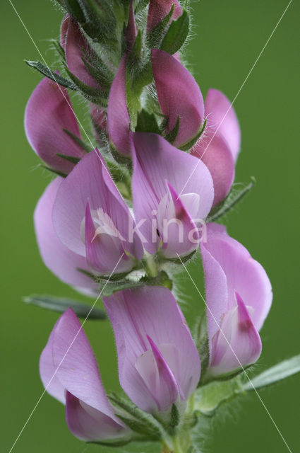 field restharrow (Ononis arvensis)