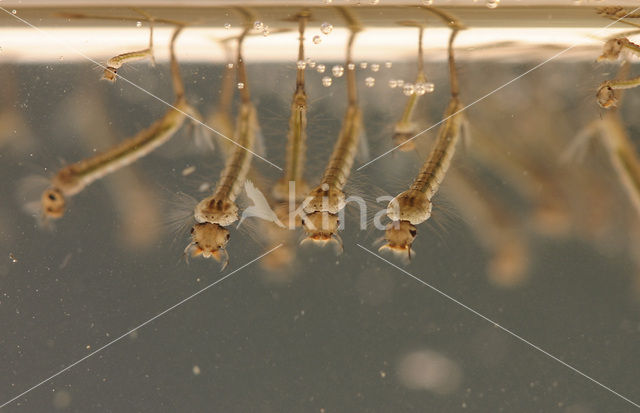 northern house mosquito (Culex pipiens)