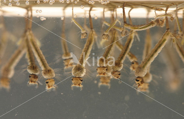 northern house mosquito (Culex pipiens)