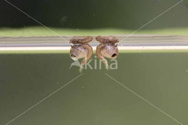 Steekmug (Culex pipiens)