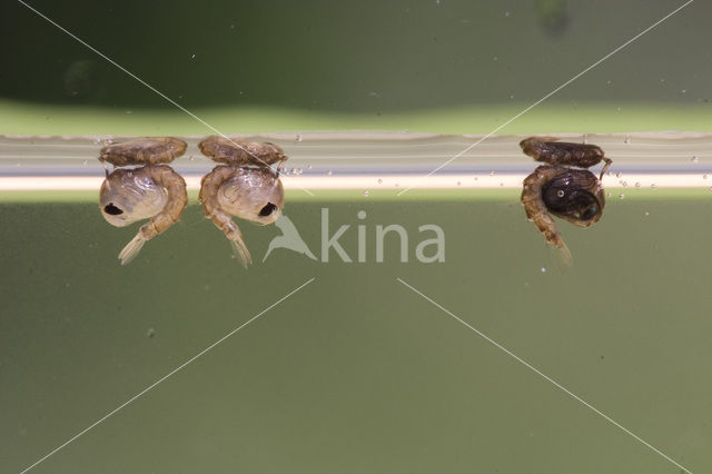 Steekmug (Culex pipiens)