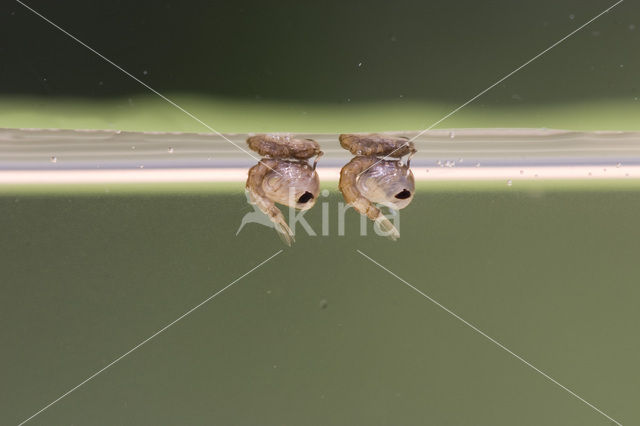 Steekmug (Culex pipiens)