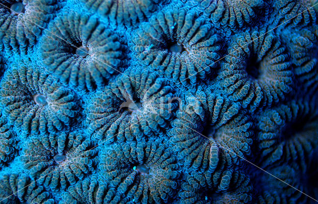 Stony coral (Madreporaria spec.)
