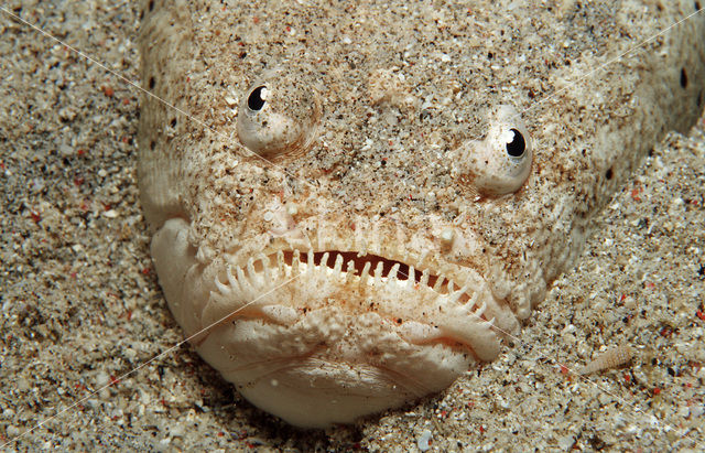 Marbled stargazer (Uranoscopus bicinctus)