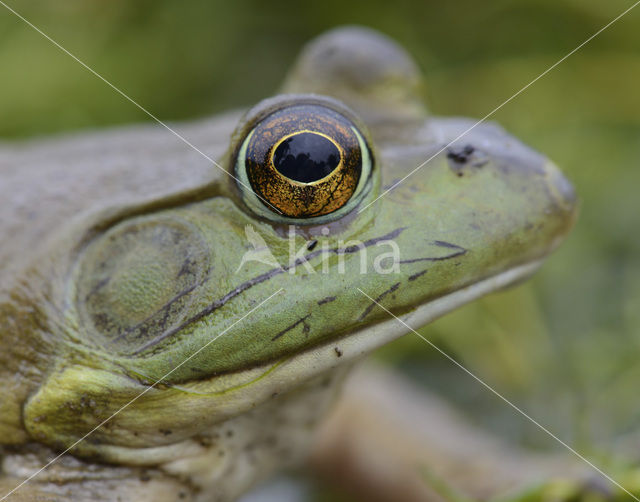 American bullfrog (Rana catesbeiana)