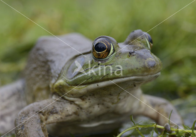 American bullfrog (Rana catesbeiana)