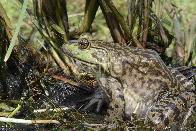 American bullfrog (Rana catesbeiana)