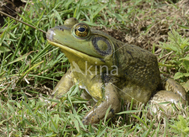 American bullfrog (Rana catesbeiana)