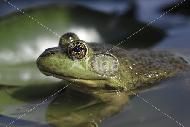 American bullfrog (Rana catesbeiana)