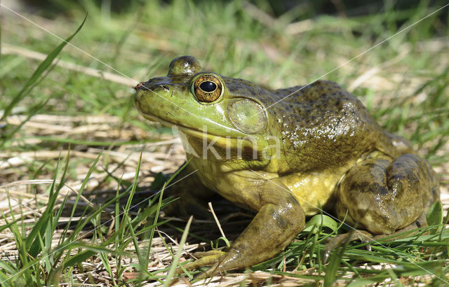 American bullfrog (Rana catesbeiana)