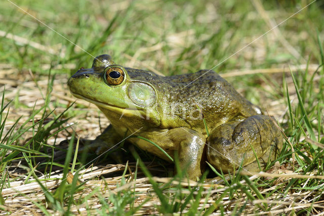 American bullfrog (Rana catesbeiana)