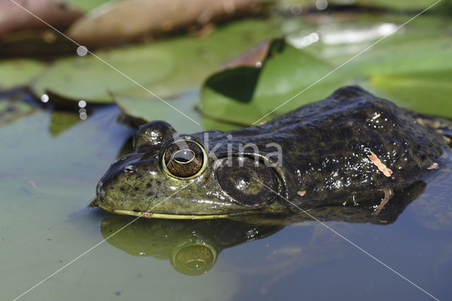 American bullfrog (Rana catesbeiana)