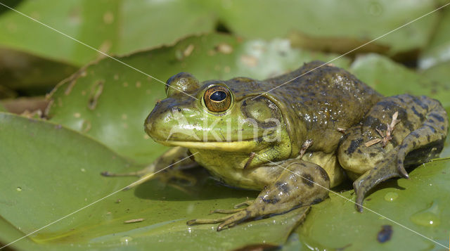 American bullfrog (Rana catesbeiana)