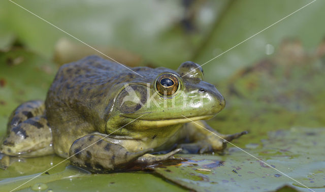 American bullfrog (Rana catesbeiana)