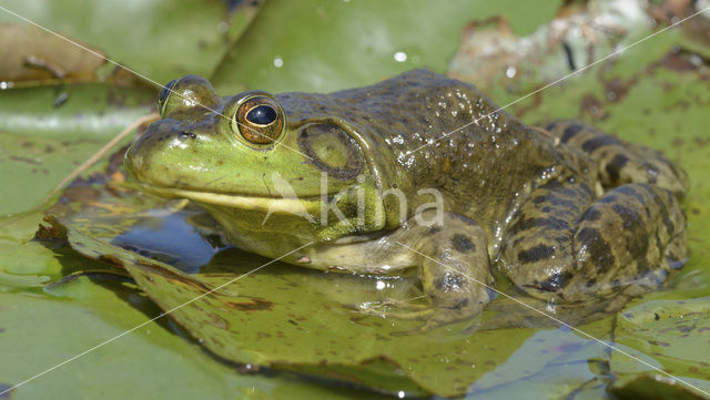 American bullfrog (Rana catesbeiana)